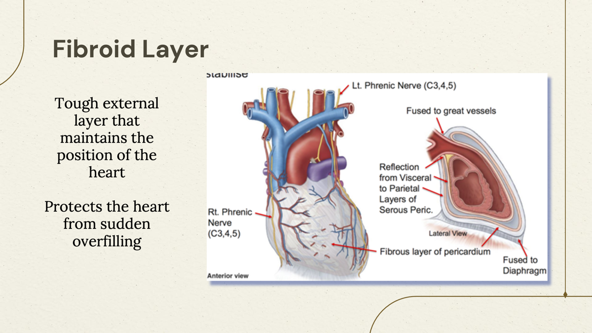 <p>Fibrous Layer- the outermost layer that provides structural support and protection for the heart. </p><p><span>Tough external layer that maintains the position of the hear Protects the heart from sudden overfilling</span></p>