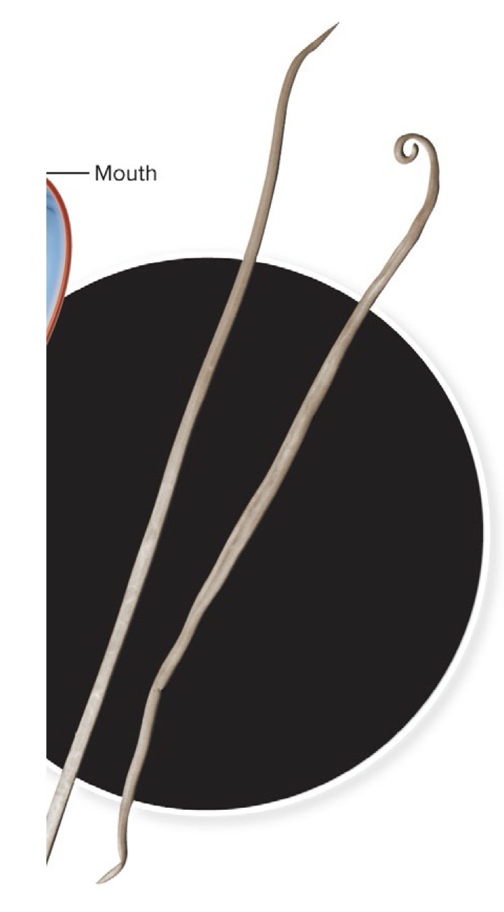<ul><li><p>Also called <strong>nematodes</strong></p></li><li><p><u>Elongated</u>, cylindrical, <u>unsegmented</u> body</p></li></ul><p></p>