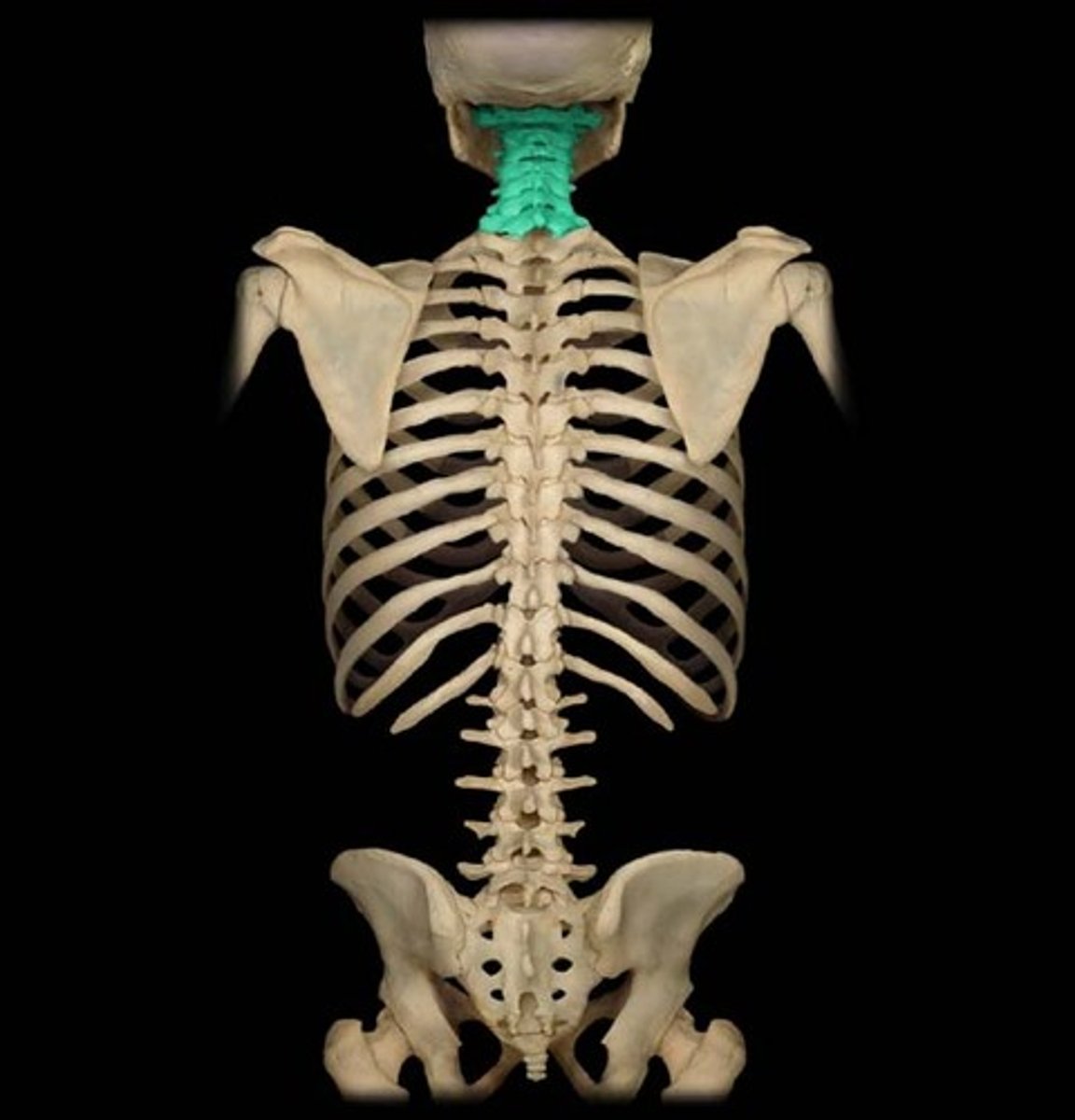 <p>neck region of the spine (C1 - C7)</p>