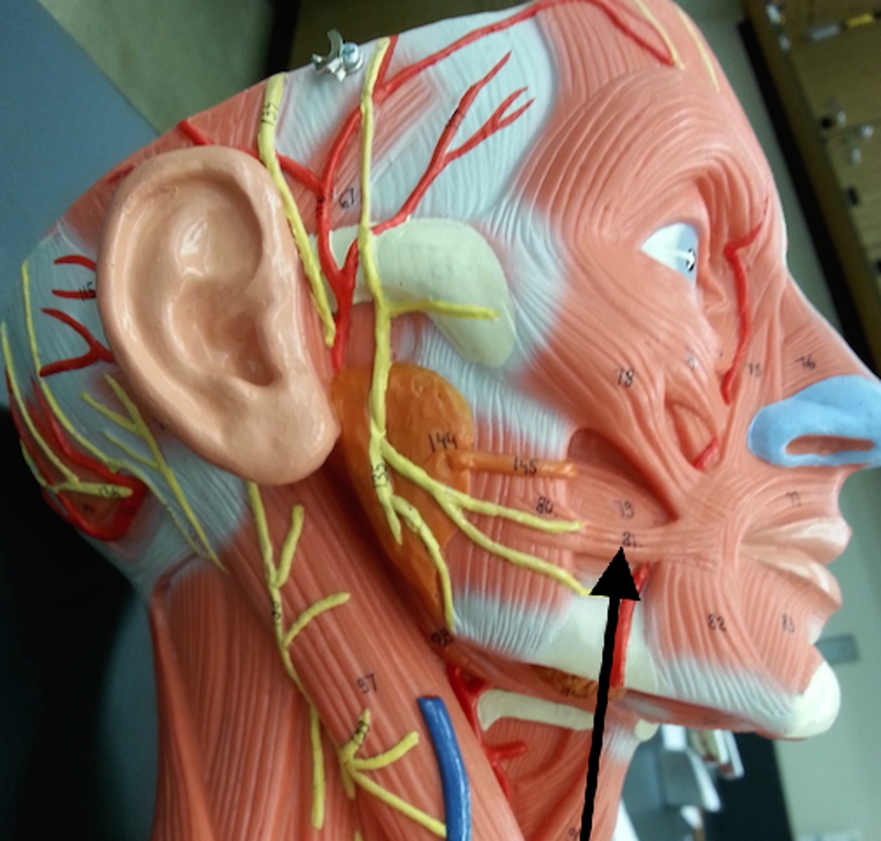 <p>action: retracts corner of mouth</p><p>*innervated by CN VII (Facial n.)</p>