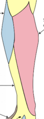 <p>-Saphenous nerve </p><p>*note distribution on back of medial calve and medial groove of inner foot</p>