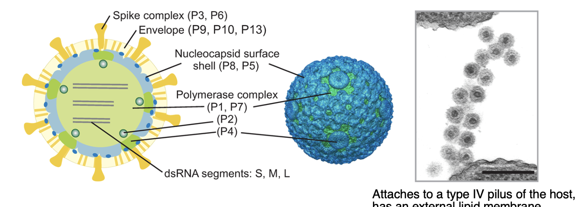 <p><strong><em>Cystoviridae</em></strong></p><ul><li><p><span data-name="check_mark_button" data-type="emoji">✅</span> external lipids in membrane</p></li></ul><p style="text-align: left;"><em>→ Pseudomonas</em> phage phi6 (Spike protein, 3 segments included (not 1 linear))</p><p style="text-align: left;">————————————————————</p><ul><li><p>DON’T BIND TO BACTERIA BODY - <strong>attach to appendices (e.g. to type IV pilus of host)</strong></p></li></ul><p></p>
