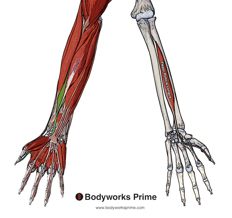 <p>Flexor pollicis longus Innervation</p>