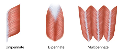 <p><span style="background-color: transparent;">&nbsp;looks like one side of a Feather because of the way that fibers and fascicle attach to the tendon at an angle</span></p>