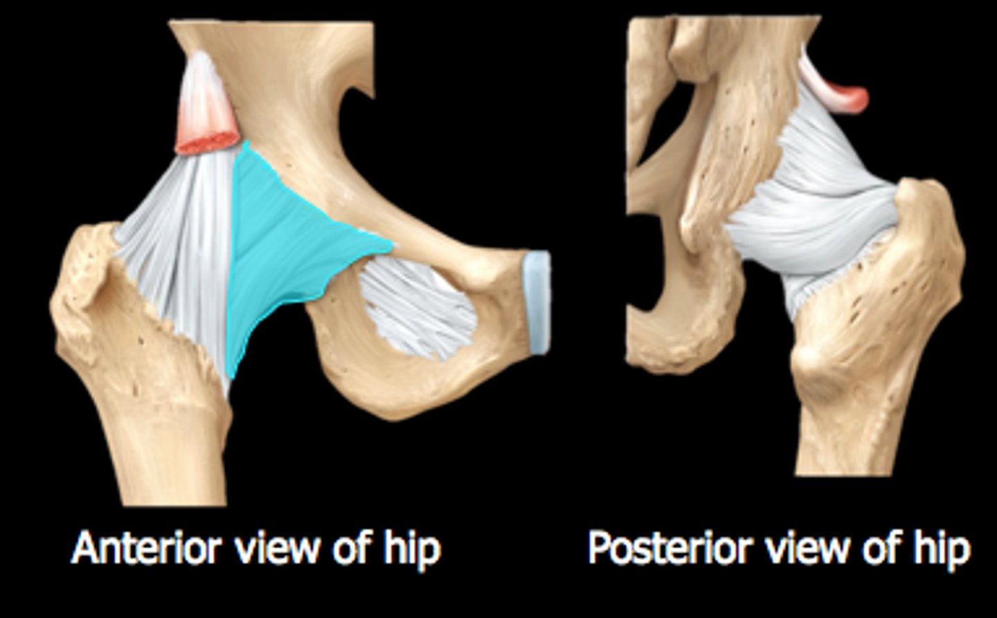 <p>triangular thickening of capsule's inferior region</p>