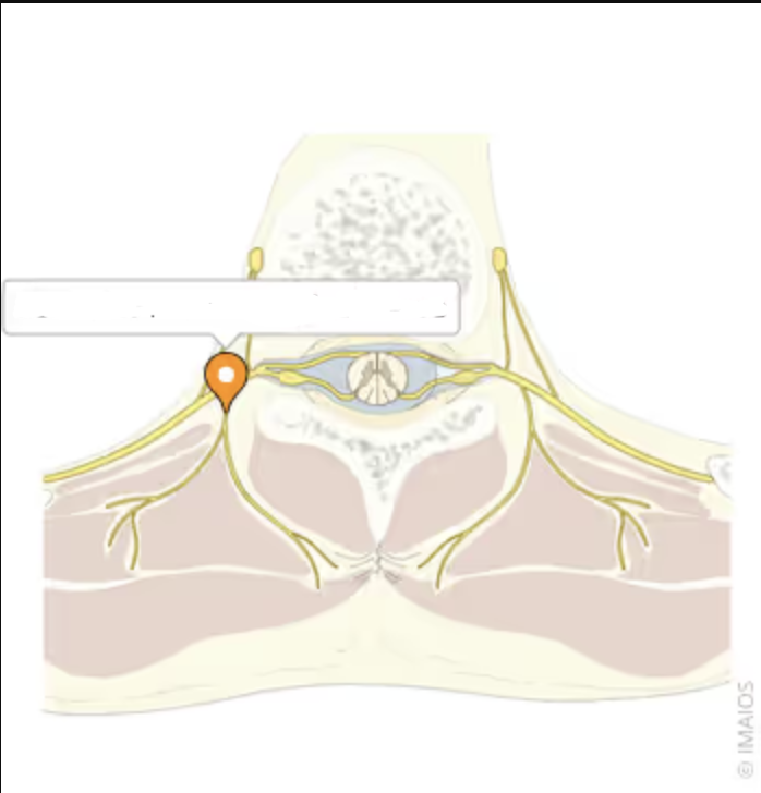 <p>POSTERIOR RAMUS’ function SENSORY, MIXED or MOTOR?</p>