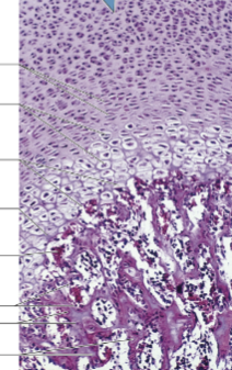 <p>Slide 28</p>