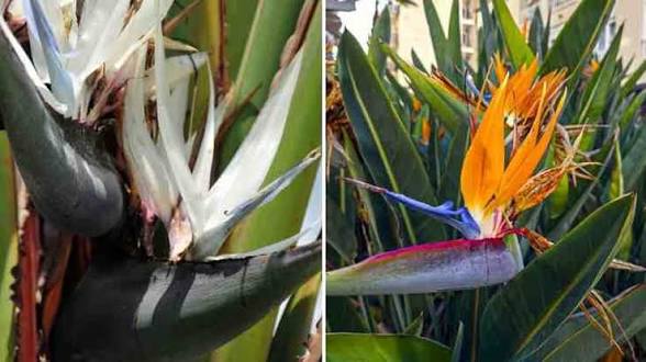 <p>Flor cortada </p>