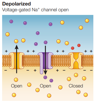 <p>when the inside of a neuron becomes less negative (or more positive) than it is in its resting condition its cell membrane is depolarized</p>
