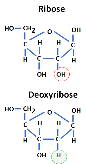 <ul><li><p>Ribose Sugar: a five Carbon sugar, it takes the cyclic furanose form of the sugar</p></li><li><p>Deoxyribose Sugar: In DNA, the sugar is a deoxyribose. In DNA there is not a hydroxyl group in the 2 prime position. In RNA, there is a hydroxyl.</p></li></ul><p>(see image)</p>