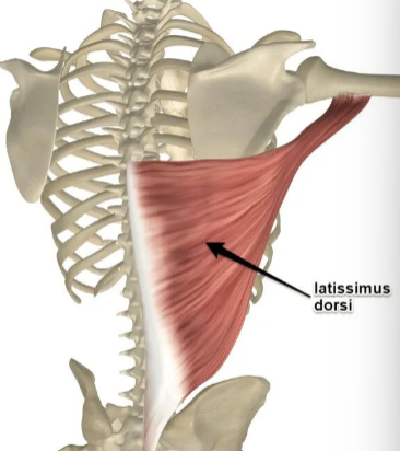 <p>Bicipital groove of humerus</p><p>ADDUCTION of arm; EXTENSION of arm; Rotation of shoulder joint</p>