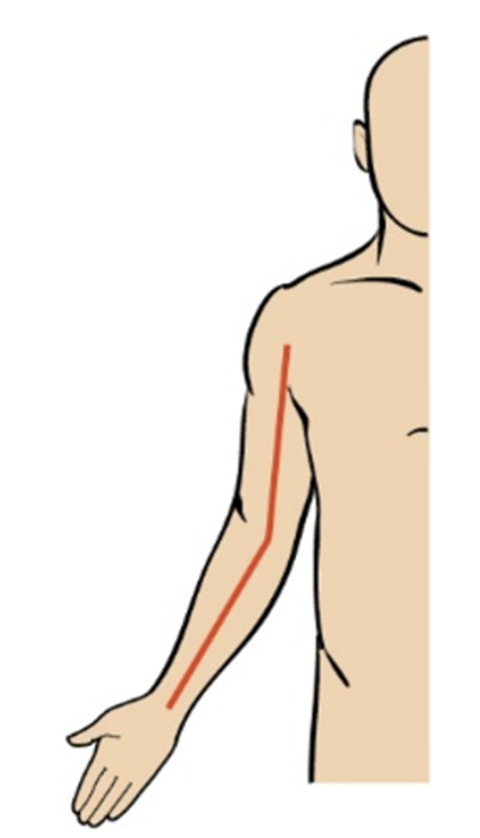 <p>It is drawn <strong>parallel</strong> to and over the <strong>humerus</strong> from the shoulder and <strong>extended past the elbow</strong></p>