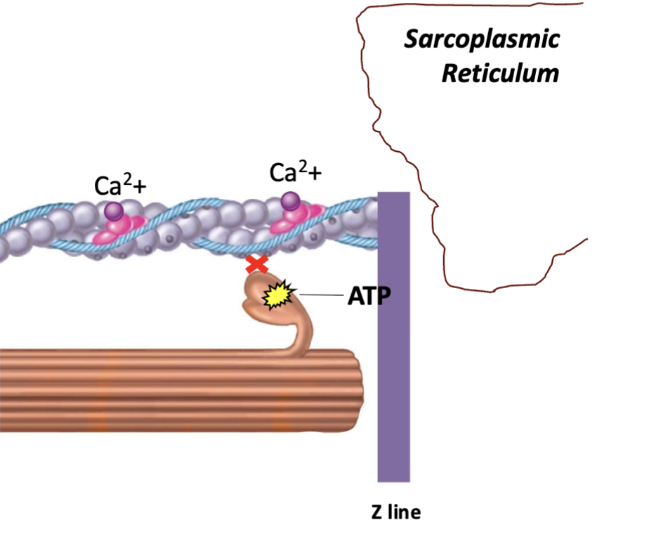 <p>Nerve stimulation stops → <strong>Ca²⁺ pumped back into SR</strong> → Ca²⁺ leaves <strong>troponin</strong> → <strong>tropomyosin re-covers actin binding sites</strong> → cross-bridge cycling stops → muscle relaxes.</p><p><strong>Memory:</strong> ↓ Ca²⁺ → actin sites covered → <strong>no myosin binding → relaxation</strong>.</p>