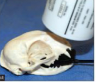 <p>70 degree rostral-caudal in sternal recumbency </p>