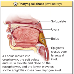 <p>as bolus moves into oropharynx, the soft palate and uvula elevate and close off the nasopharynx, and the larynx elevates so the epiglottis closes over laryngeal inlet</p>