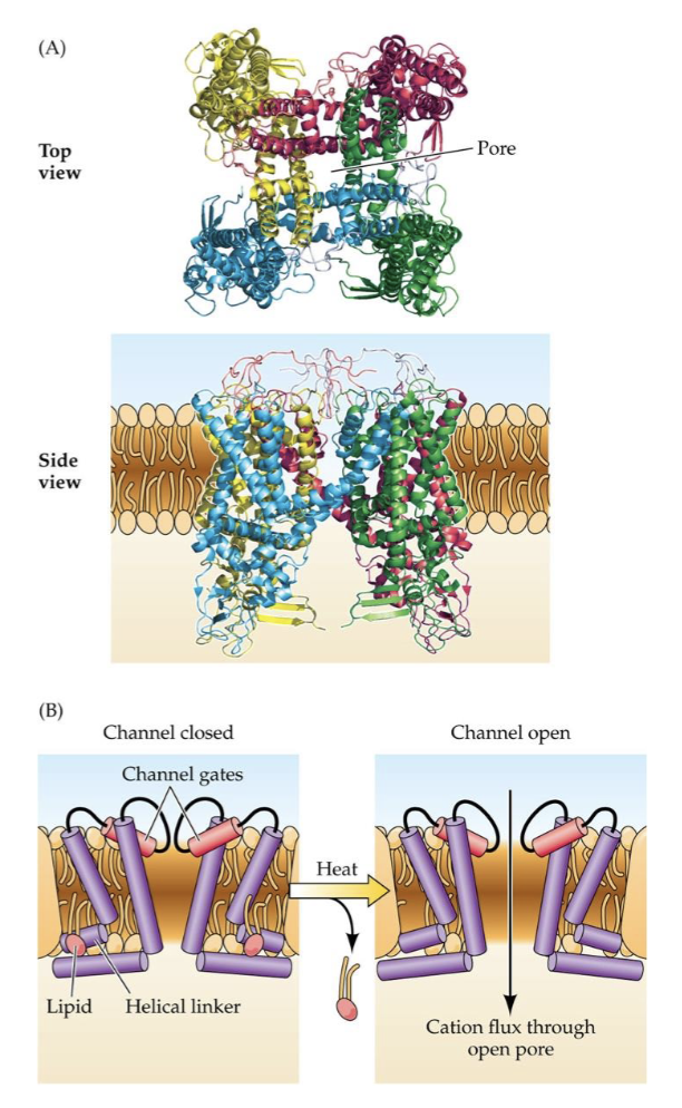 <p>TRPV1 channel gating via heat</p>