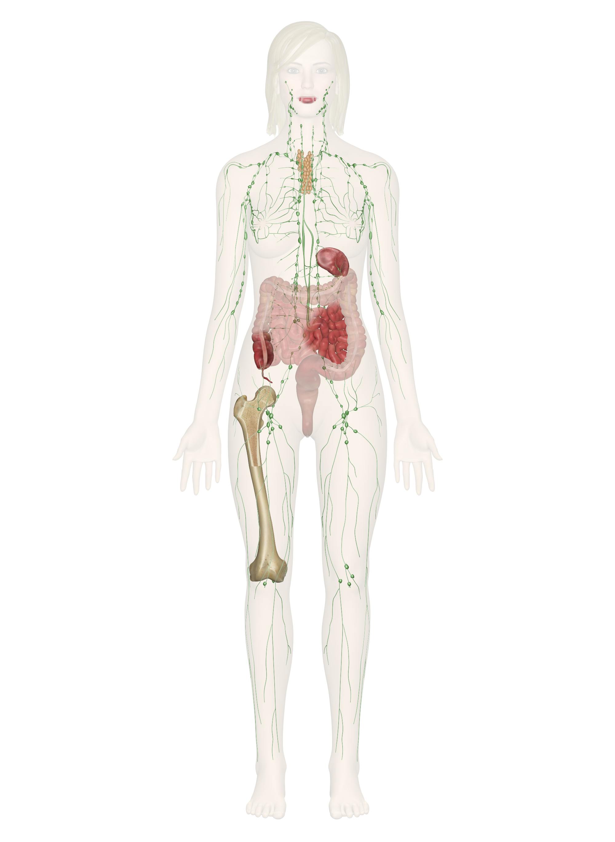 <p>lymphatic system</p>