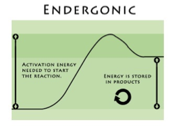 <p>ΔG° is positive, slower, requires energy</p><p>reaction does not proceed spontaneously and will favor reactants</p>