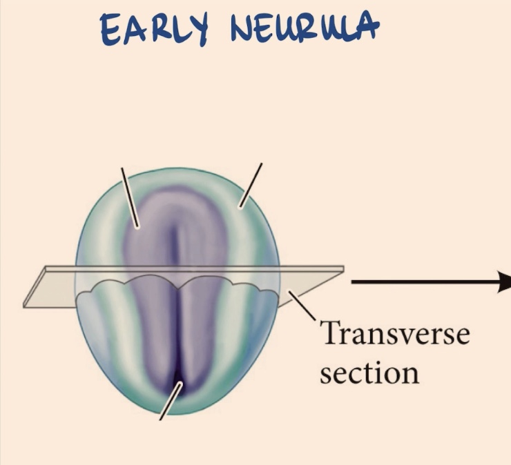 <p>What can we see in the Early Neurula? </p>