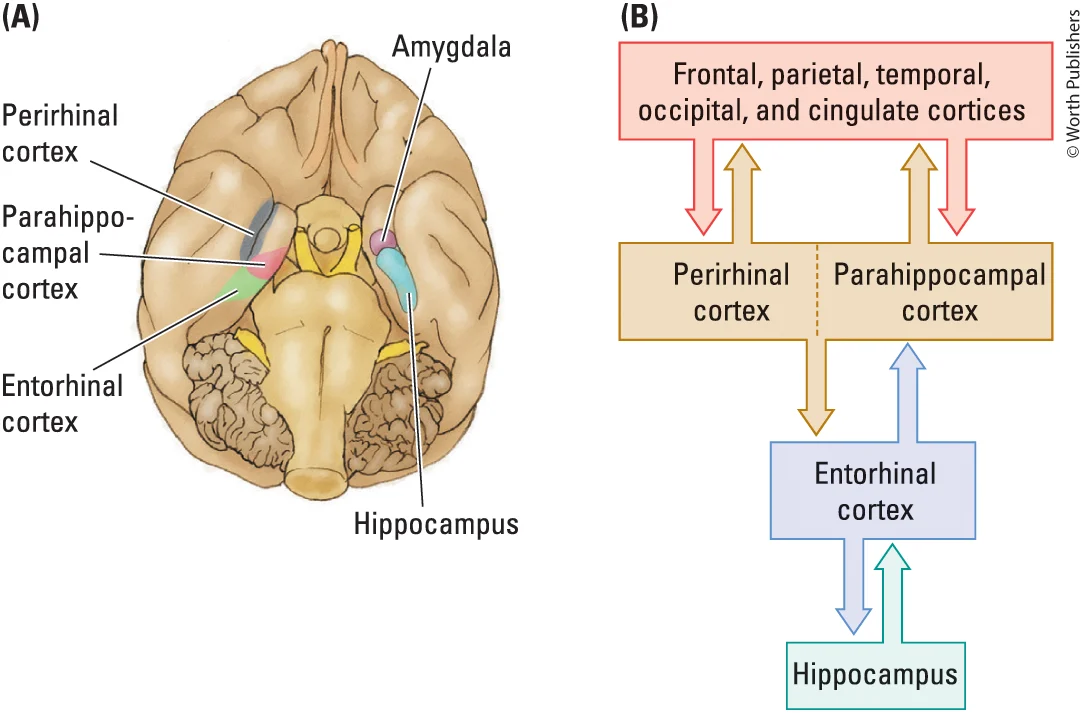 <ol><li><p>Medial temporal region (Image of a monkey brain)</p></li></ol><ul><li><p>Hippocampus</p></li><li><p>Amygdala</p></li><li><p>Entorhinal cortex</p></li><li><p>Parahippocampal cortex</p></li><li><p>Perirhinal cortex</p></li></ul><ol start="2"><li><p>Prefrontal cortex</p></li><li><p>Other closely related structures</p></li></ol><p></p>