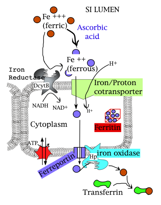 <p>Animal Iron Uptake into the Brush Border Cell (in the small intestine)</p>