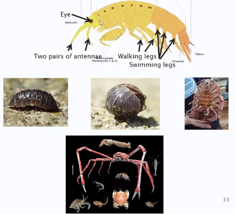 <p>Amphipoda - shrimp </p><p>isopoda - woodlice </p><p>Decapoda - crabs </p>