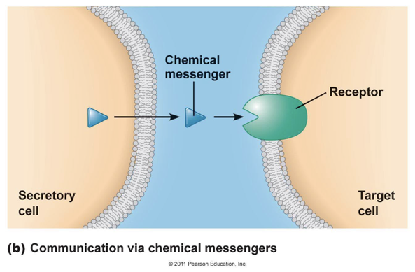<p><span>in which a secretory cell releases a chemical messenger that binds to a receptor on a target cell</span></p>