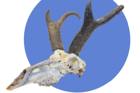 <p>Antilocapra americana</p>