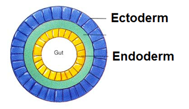 <p>Evolution of True Tissues: Diploblasty </p>