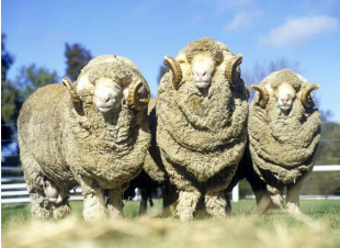 <p>sheep breed with fine wool, more common in Australia and South Africa, 16-22u</p>