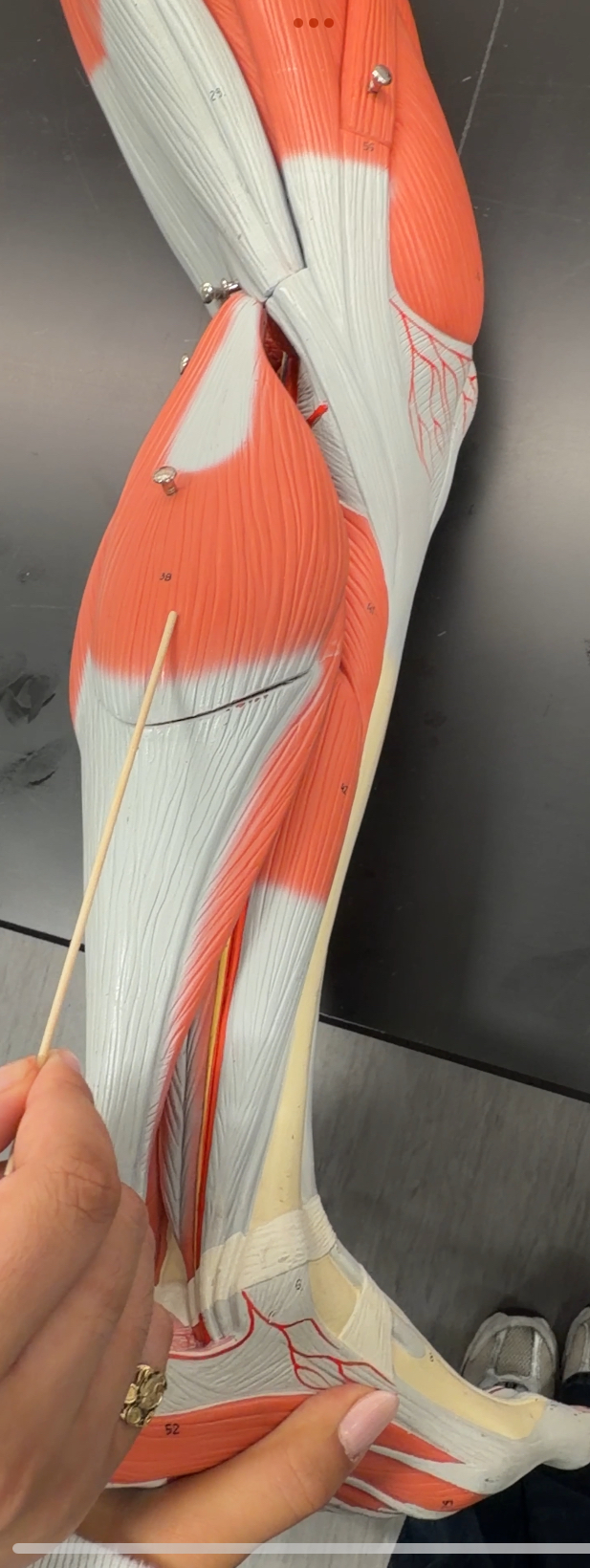 <p>name the muscle and its function</p>