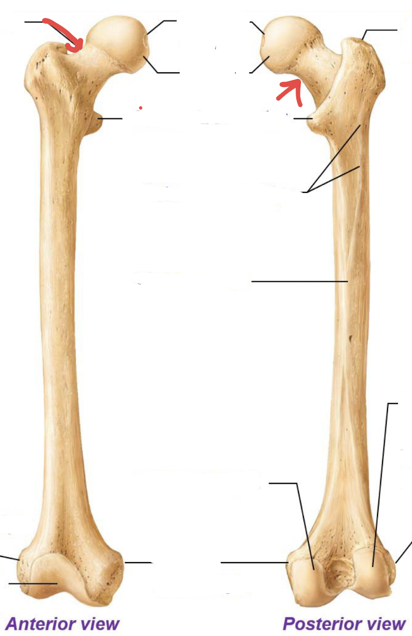 <p>what is this part of the femur?</p>
