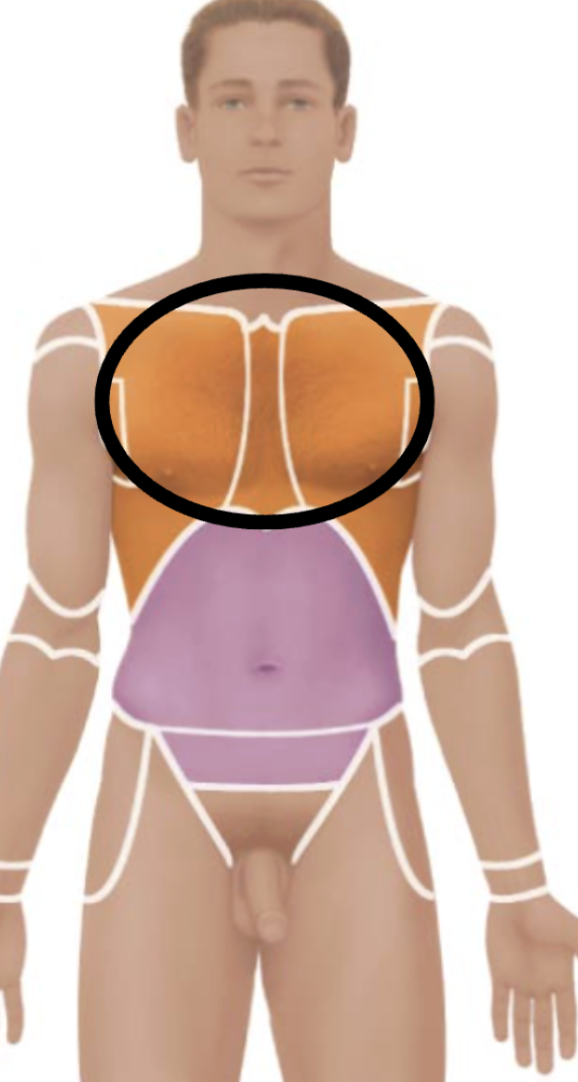 <p>Medical term, region, anteiror/posterior?</p>