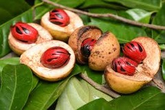 <p>/ˈleɪ.si red/ màu đỏ như ren</p>