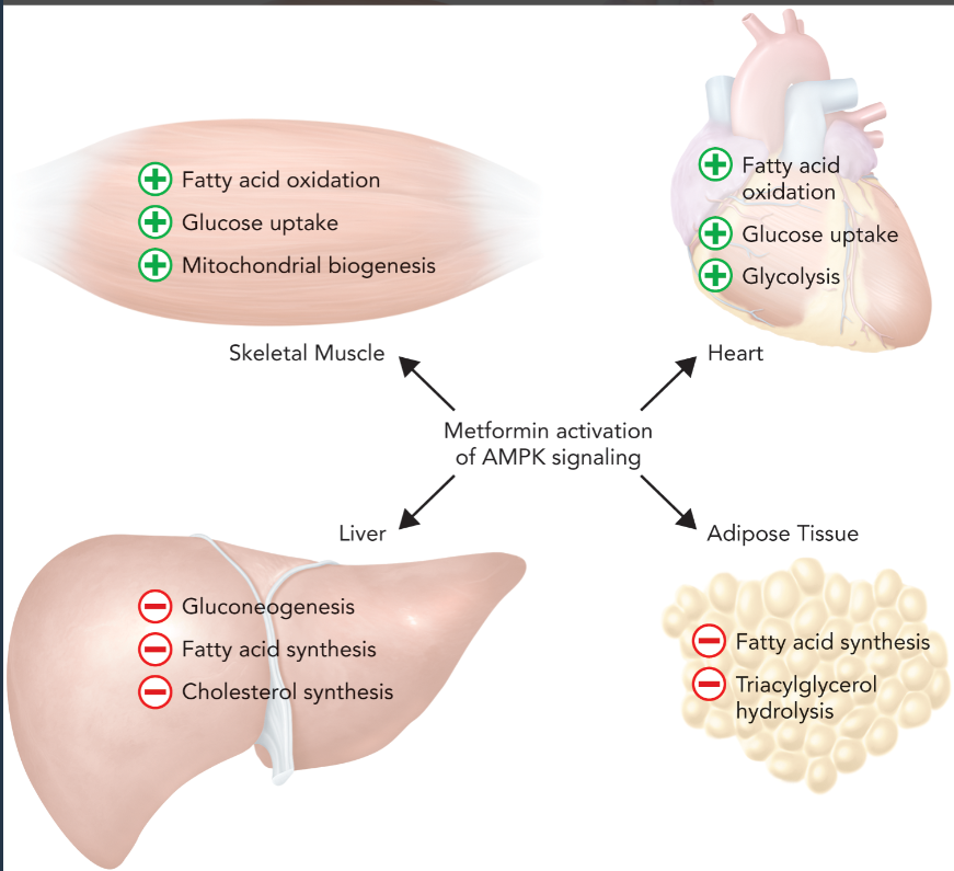 <ul><li><p>guanidine analog that improves sensitivity in multiple tissues by elevating AMP levels, which activates AMP-activated protein kinase (AMPK) signaling </p></li><li><p>increased levels of AMP in skeletal muscle leads to increased rates of fatty oxidation, glucose uptake, and mitochondrial biogenesis to raise ATP levels</p></li><li><p>in the heart, fatty acid oxidation, glucose uptake and metabolic flux through the glycolytic pathway is increased </p></li><li><p>inhibits metabolic flux through the gluconeogenic, fatty acid synthesis, and cholesterol synthesis pathways in the liver</p></li><li><p>inhibits the rates of fatty acid synthesis and TAG hydrolysis in adipocytes </p></li></ul><p></p>