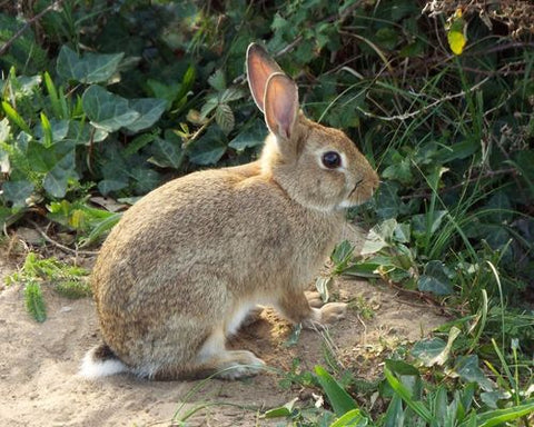 <p><span>have long ears without black tips and long hind legs; their colouring is sandy, and they have a bobbing stride.</span></p>