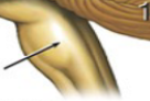 <p>Brainstem</p>