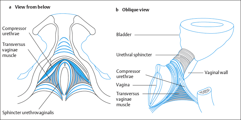 <p>sphincter urethrovaginalis</p>