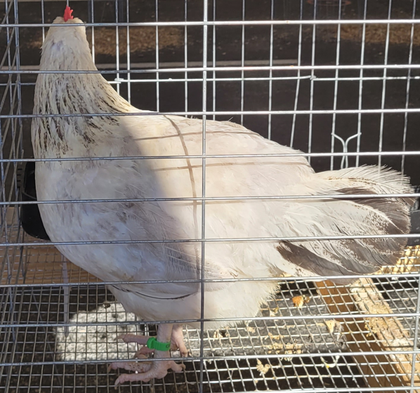 <p>What type of pullet is this?</p>