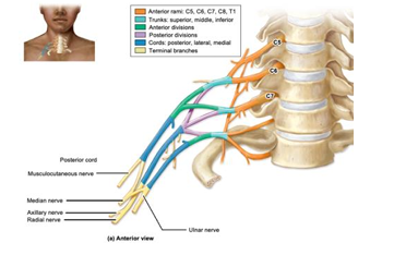 <p>anterior rami of C5-T1 spinal nerves, primarily innervates upper limb, each nerve has both sensory and motor components - MARMU</p>