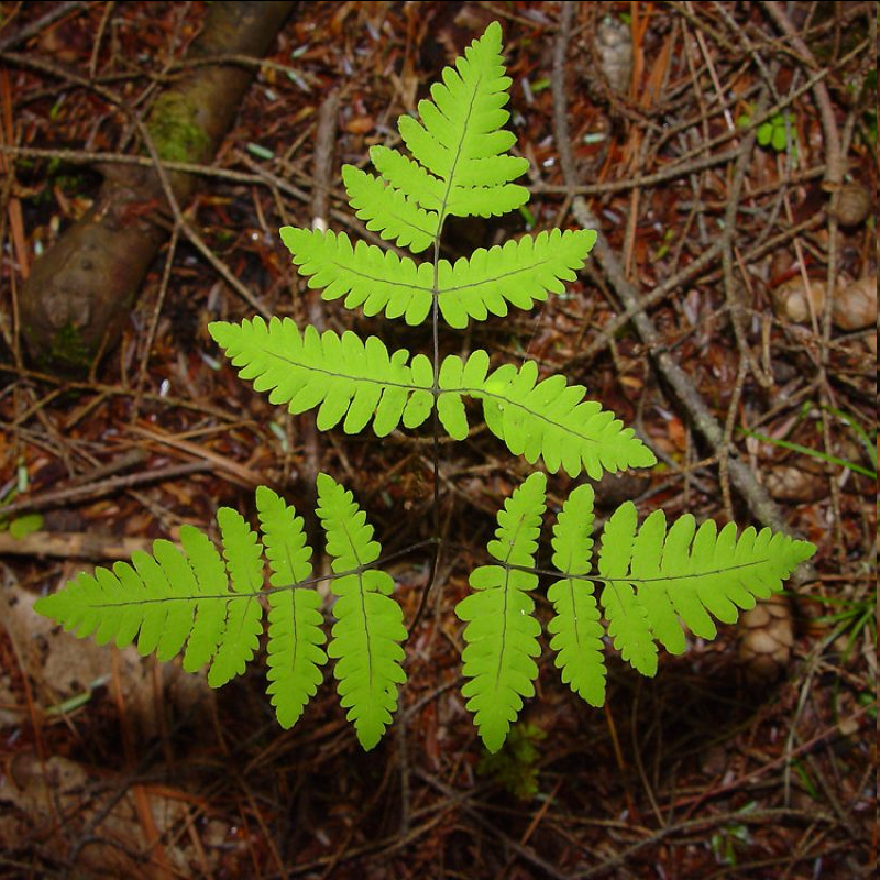 <p><span style="font-family: "Open Sans"; font-size: large;"><strong><u>Gymnocarpium dryopteris - Oak fern</u></strong></span></p>