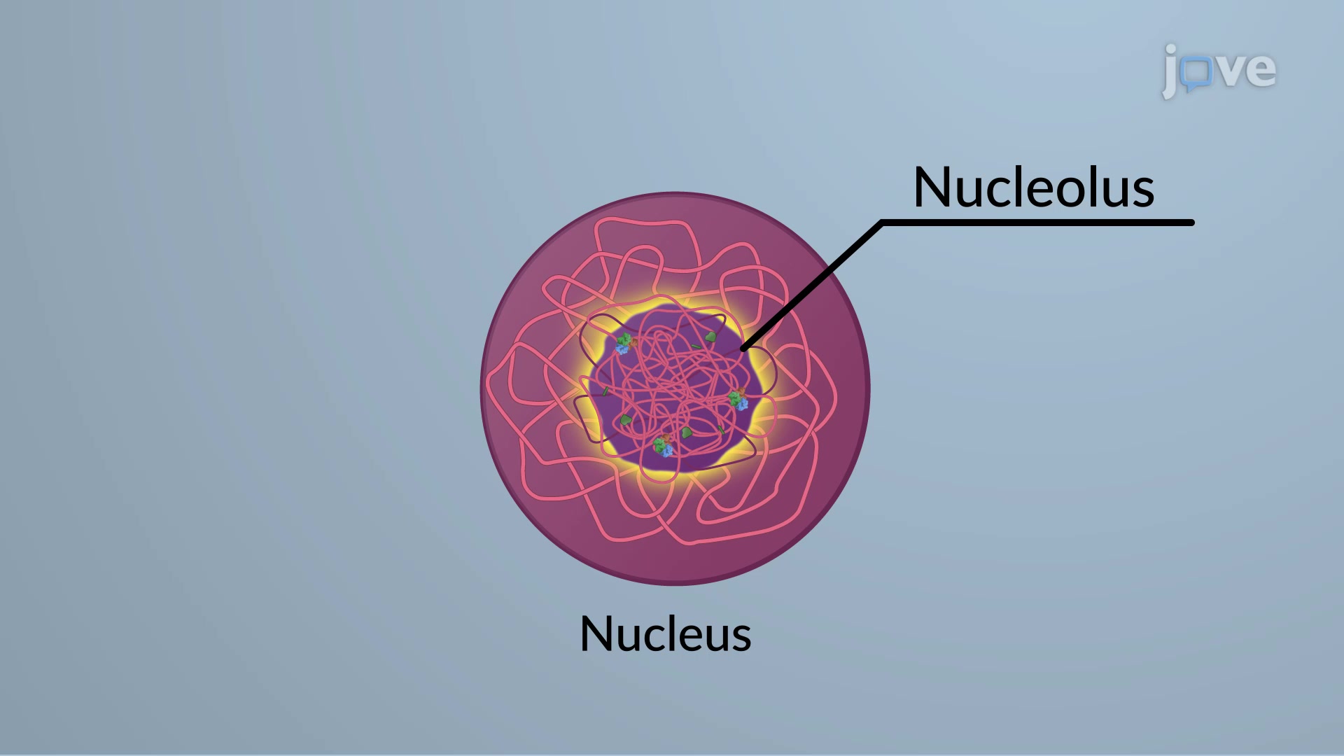 A structure inside the nucleus that produces ribosomal RNA and helps assemble ribosomes.