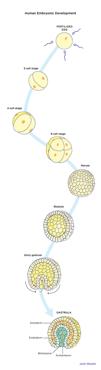 <p>Fertilization → morula → blastocyst → implantation → gastrulation → neural development → fetal development → birth.</p>