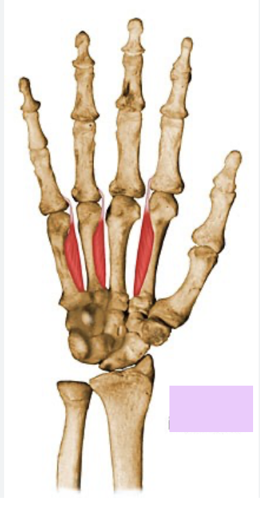 <p>What the highlighted structure is acting on the <strong><mark data-color="#5f61e2" style="background-color: rgb(95, 97, 226); color: inherit;">Midpalmar Group</mark>.</strong> What muscle is this called?</p>