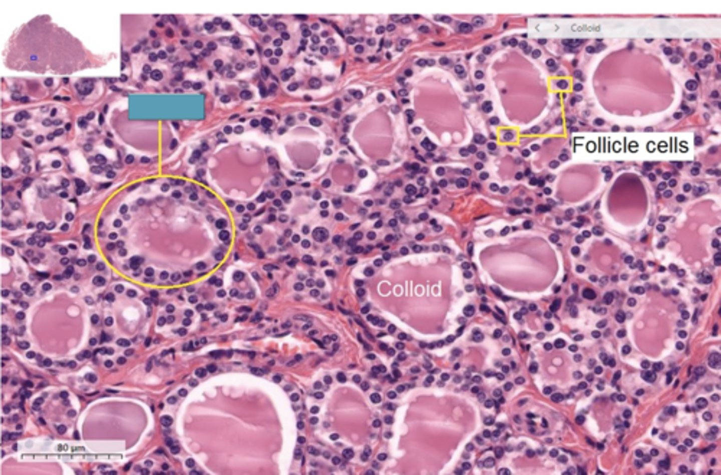 <p>Identify the structure</p>