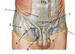 <p>Identify the structure at #2</p>