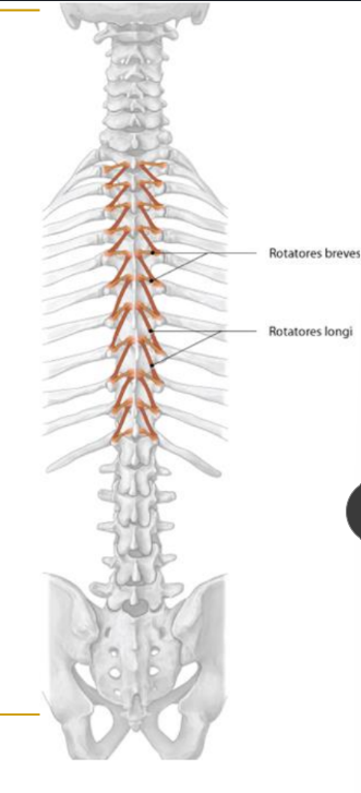 <p>O: SP vertebrae 1 level (brevis) or 2 layer (longus) superior</p><p>I: junction of TP and lamina ½ levels inferior</p><p>N: dorsal rami</p><ul><li><p>trunk extension</p></li><li><p>contralat rotation</p></li></ul><p></p>
