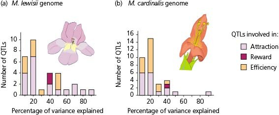 <p><span>When Bradshaw and colleagues investigated the quantitative trait loci (QTL) of two species of Mimulus (Mimulus cardinalis and Mimulus lewisii), they used marker loci as a way to map the QTLs. Their results are shown in the accompanying figure. According to these results, ________.</span></p>