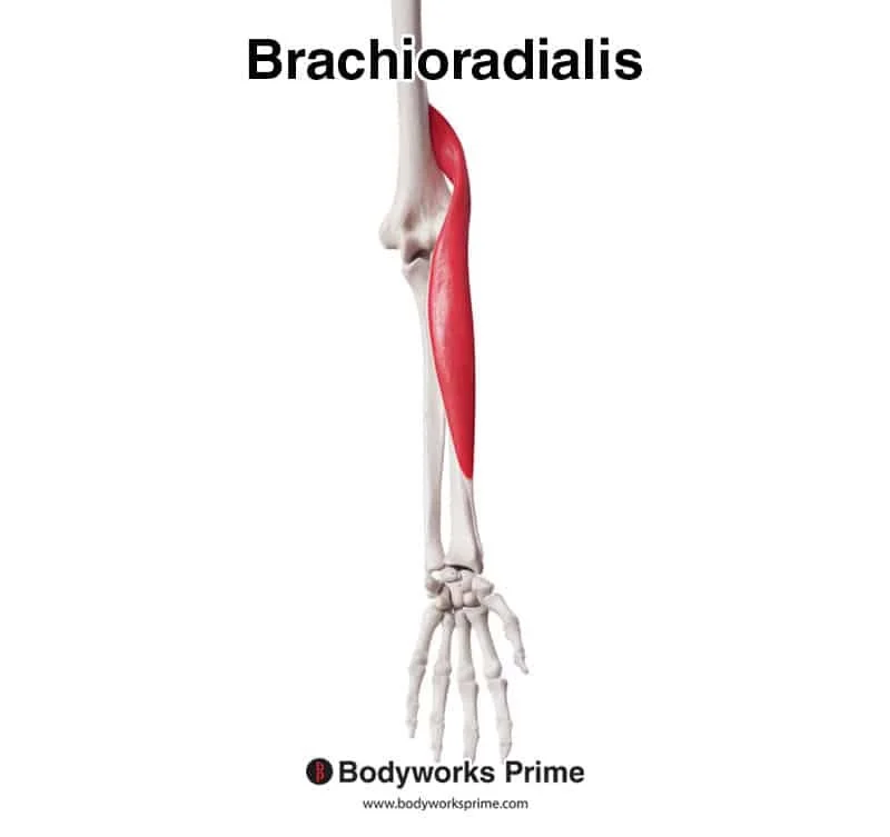 <p>Elbow Flexor: <strong>Brachioradialis</strong></p>
