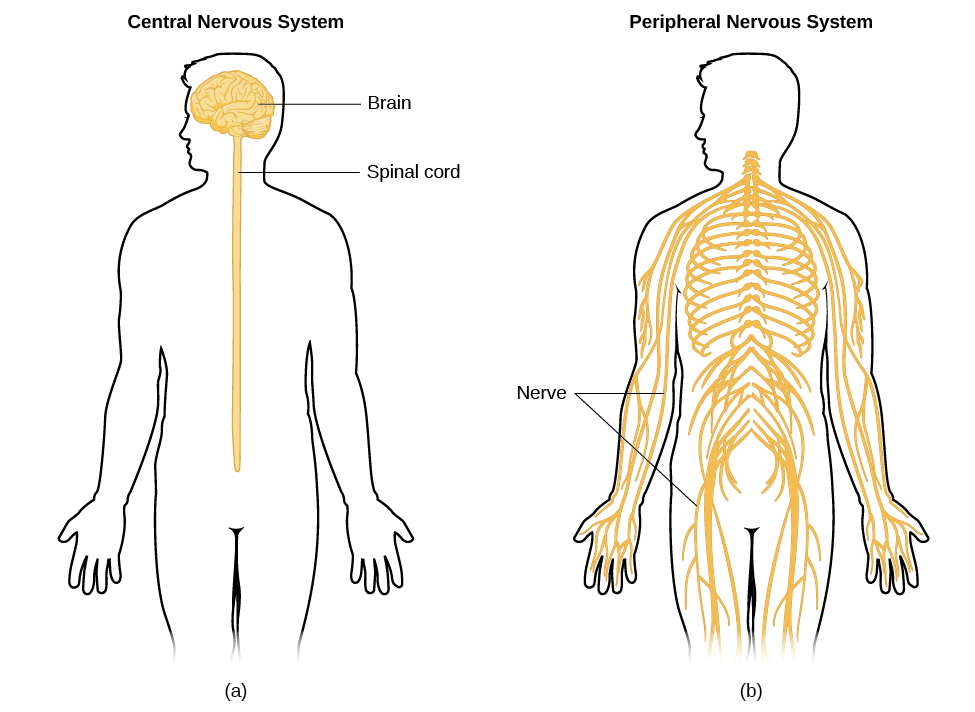 <p><span style="background-color: transparent;">Organs of the <strong>central nervous system</strong> (CNS)</span></p>